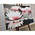 CANVAS PRINT LOTUS FLOWER - PICTURES FLOWERS - PICTURES