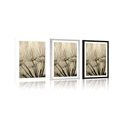 POSTER WITH MOUNT DANDELION SEEDS IN SEPIA DESIGN - BLACK AND WHITE - POSTERS