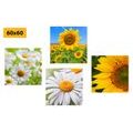 CANVAS PRINT SET BEAUTIFUL FLOWERS IN A MEADOW - SET OF PICTURES - PICTURES