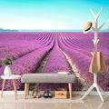 SELF ADHESIVE WALL MURAL ENDLESS LAVENDER FIELD - SELF-ADHESIVE WALLPAPERS - WALLPAPERS