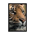 POSTER BENGAL-TIGER - TIERE - POSTER