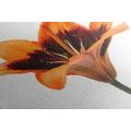 CANVAS PRINT ORANGE LILY - PICTURES FLOWERS - PICTURES