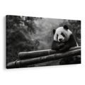 OBRAZ PANDA ODPOČÍVAJÍCÍ NA BAMBUSU - OBRAZY ZVÍŘAT - OBRAZY