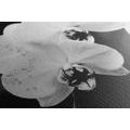 CANVAS PRINT ORCHID AND A BUTTERFLY ON AN ABSTRACT BACKGROUND - BLACK AND WHITE PICTURES{% if product.category.pathNames[0] != product.category.name %} - PICTURES{% endif %}