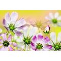 WANDBILD SOMMERBLUMEN - BILDER BLUMEN - BILDER