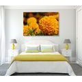 CANVAS PRINT AZTEC MARIGOLD - PICTURES FLOWERS - PICTURES