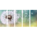 5-PIECE CANVAS PRINT MAGICAL DANDELION - PICTURES FLOWERS - PICTURES