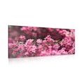 CANVAS PRINT DETAILED CHERRY BLOSSOMS - PICTURES FLOWERS{% if product.category.pathNames[0] != product.category.name %} - PICTURES{% endif %}
