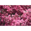 WALL MURAL DETAILED CHERRY BLOSSOMS - WALLPAPERS NATURE - WALLPAPERS