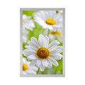 POSTER SPRING MEADOW FULL OF FLOWERS - FLOWERS - POSTERS