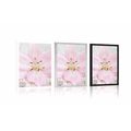 POSTER PINK LILY AND ZEN STONES - FENG SHUI - POSTERS