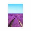 POSTER ENDLESS LAVENDER FIELD - NATURE - POSTERS