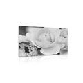 CANVAS PRINT FULL OF ROSES IN BLACK AND WHITE - BLACK AND WHITE PICTURES - PICTURES