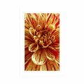 POSTER WITH MOUNT EXOTIC DAHLIA - FLOWERS - POSTERS