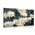 CANVAS PRINT DAISIES IN A GARDEN - PICTURES FLOWERS{% if product.category.pathNames[0] != product.category.name %} - PICTURES{% endif %}