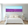 CANVAS PRINT ENDLESS LAVENDER FIELD - PICTURES OF NATURE AND LANDSCAPE - PICTURES