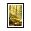 AFFICHE AVEC MONTURE LES RAYONS DU SOLEIL DANS LA FORÊT - NATURE - AFFICHES