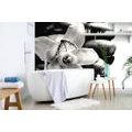 WALL MURAL BLACK AND WHITE EXOTIC ORCHID - BLACK AND WHITE WALLPAPERS - WALLPAPERS