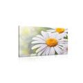 CANVAS PRINT DAISY FLOWERS - PICTURES FLOWERS - PICTURES