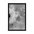 POSTER MAGISCHE PUSTEBLUME IN SCHWARZ-WEISS - SCHWARZ-WEISS - POSTER