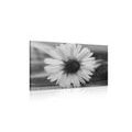 IMPRESSION SUR TOILE BELLE MARGUERITE DANS UN DESIGN EN NOIR ET BLANC - IMPRESSIONS SUR TOILE NOIR ET BLANC - IMPRESSION SUR TOILE