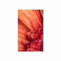 POSTER WITH MOUNT ORANGE GERBERA WITH DROPS OF WATER - FLOWERS - POSTERS