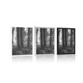 POSTER SUNLIT FOREST IN BLACK AND WHITE - BLACK AND WHITE - POSTERS