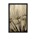 POSTER DANDELION SEEDS IN SEPIA DESIGN - BLACK AND WHITE - POSTERS