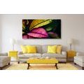 CANVAS PRINT FRESH LEAVES - PICTURES OF NATURE AND LANDSCAPE - PICTURES