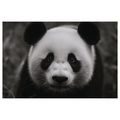 WANDBILD NIEDLICHER PANDA IN DER NATUR - BILDER TIERE - BILDER