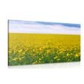 CANVAS PRINT YELLOW FIELD - PICTURES OF NATURE AND LANDSCAPE - PICTURES