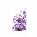 AFFICHE AVEC MONTURE FLEURS VIOLETTES EN FLEUR D'AIL - FLEURS - AFFICHES