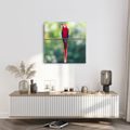 OBRAZ TROPICKÝ PTÁK V PŘÍRODĚ - OBRAZY PTÁCI - OBRAZY
