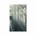 AFFICHE RAYONS DE SOLEIL DANS UNE FORÊT BRUMEUSE - NATURE - AFFICHES