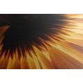 CANVAS PRINT GERBERA ON A DARK BACKGROUND - PICTURES FLOWERS - PICTURES