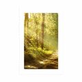 POSTER MIT PASSEPARTOUT SONNENSTRAHLEN IM WALD - NATUR - POSTER