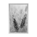 POSTER WHEAT FIELD IN BLACK AND WHITE - BLACK AND WHITE - POSTERS