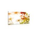 CANVAS PRINT MAGICAL DAISIES - PICTURES FLOWERS{% if product.category.pathNames[0] != product.category.name %} - PICTURES{% endif %}