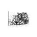 CANVAS PRINT ANIMAL PREDATOR IN BLACK AND WHITE - BLACK AND WHITE PICTURES - PICTURES