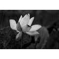 CANVAS PRINT DELICATE LOTUS FLOWER IN BLACK AND WHITE DESIGN - BLACK AND WHITE PICTURES{% if product.category.pathNames[0] != product.category.name %} - PICTURES{% endif %}