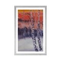 POSTER – BOSCHETTO DI BETULLE AL TRAMONTO - NATURA - POSTER