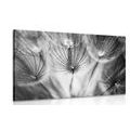CANVAS PRINT DANDELION IN BLACK AND WHITE - BLACK AND WHITE PICTURES{% if product.category.pathNames[0] != product.category.name %} - PICTURES{% endif %}