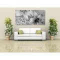 CANVAS PRINT LILY ON AN OLD DOCUMENT IN BLACK AND WHITE - BLACK AND WHITE PICTURES - PICTURES