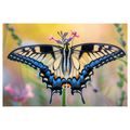 OBRAZ MOTÝL NA LETNÍM KVĚTU - OBRAZY MOTÝLI - OBRAZY