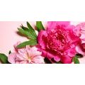 CANVAS PRINT PEONIES IN PINK - PICTURES FLOWERS - PICTURES