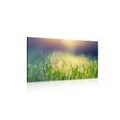 CANVAS PRINT MEADOW DEW - PICTURES OF NATURE AND LANDSCAPE - PICTURES