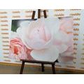 CANVAS PRINT FULL OF ROSES - PICTURES FLOWERS - PICTURES