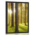 POSTER SONNIGER MORGEN IM WALD - NATUR - POSTER