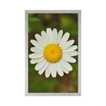 AFFICHE FLEUR DE MARGUERITE - FLEURS - AFFICHES