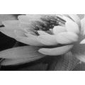 CANVAS PRINT LOTUS FLOWER IN THE LAKE IN BLACK AND WHITE - BLACK AND WHITE PICTURES - PICTURES